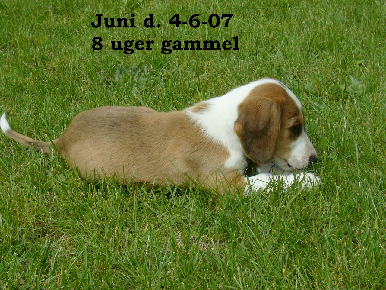 Juni d. 4-6-07 8 uger gammel