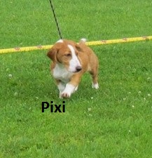 Pixi