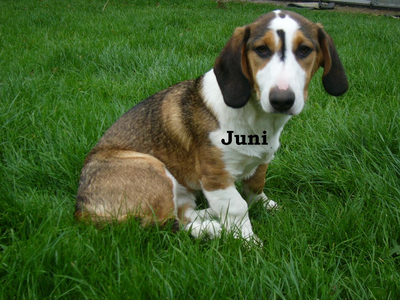 juni